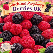 Load image into Gallery viewer, Black and Raspberry Berries UK
